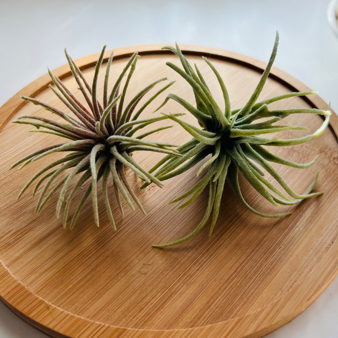 Artificial Air Plant