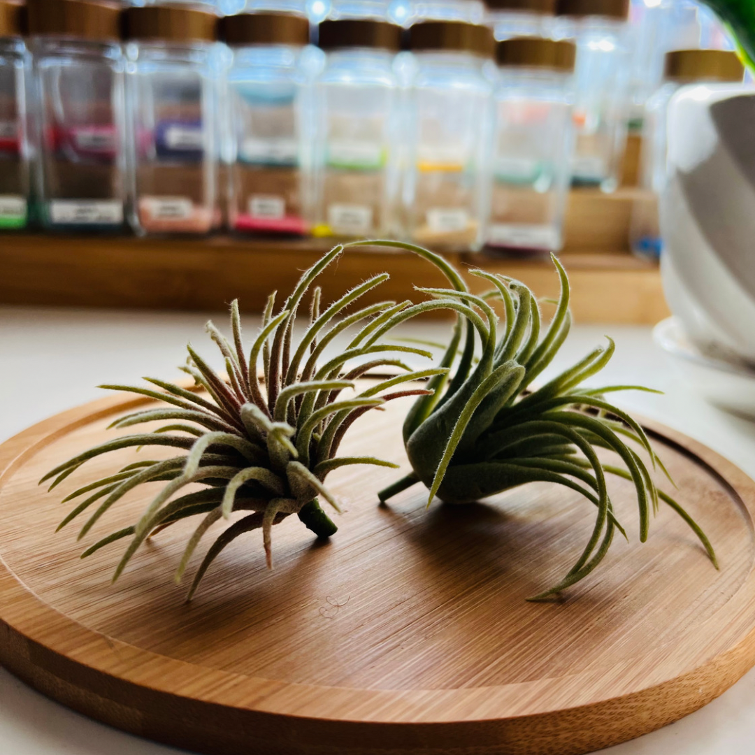 Artificial Air Plant