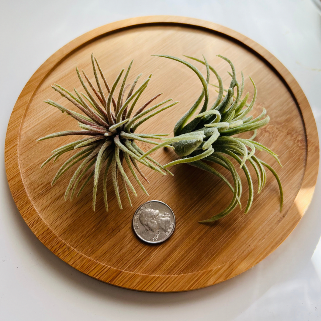 Artificial Air Plant